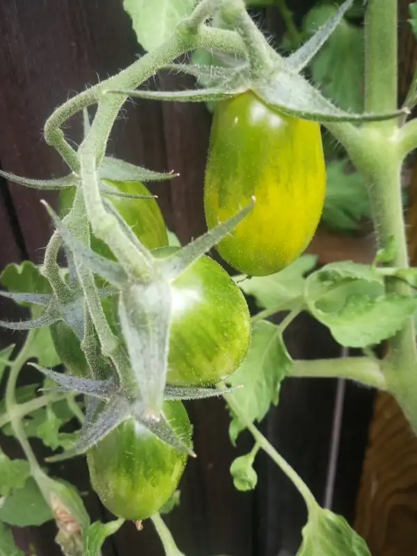 Tomaten: Green Tiger