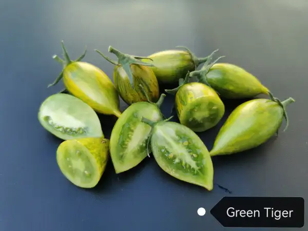 Tomaten: Green Tiger