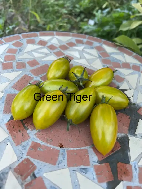 Tomaten: Green Tiger