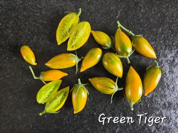 Tomaten: Green Tiger