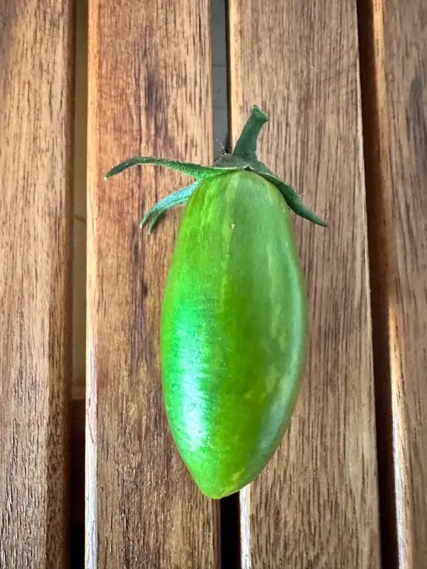 Tomaten: Green Tiger