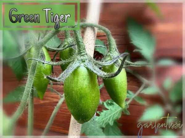 Tomaten: Green Tiger