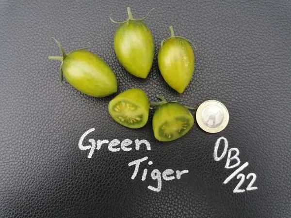 Tomaten: Green Tiger