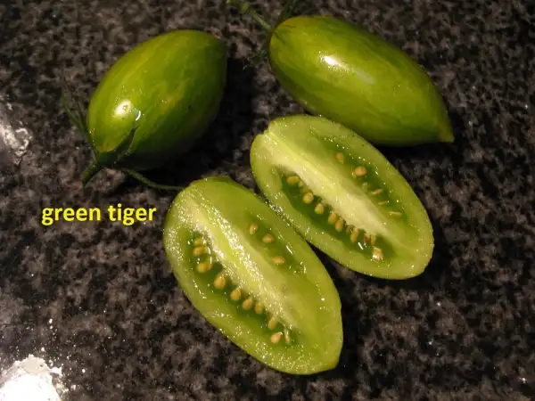 Tomaten: Green Tiger