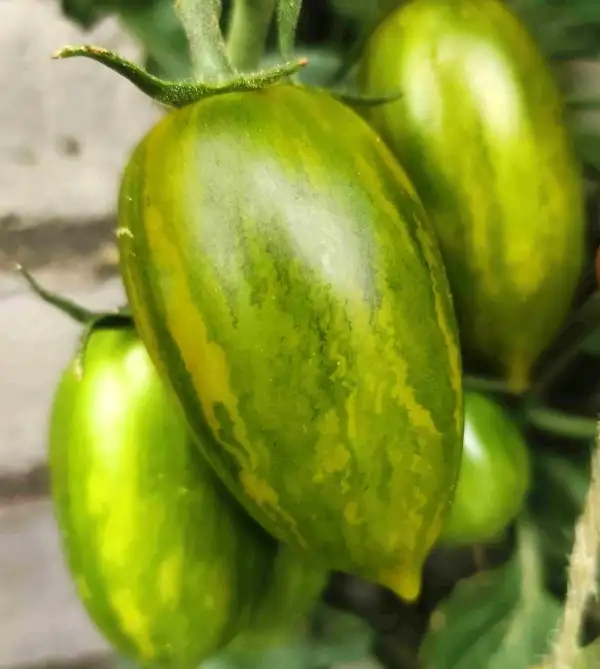 Tomaten: Green Tiger