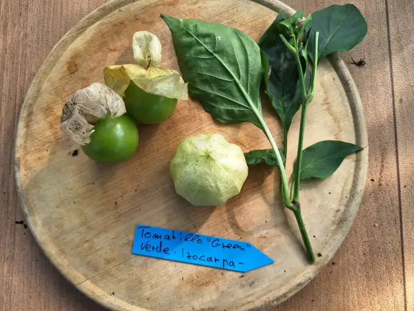 Obst: Green Verde - Tomatillo