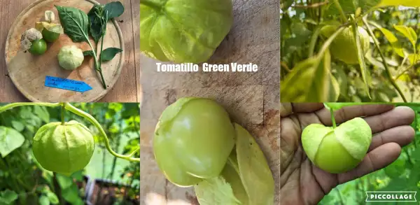 Obst: Green Verde - Tomatillo