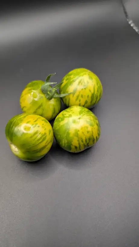 Tomaten: Green Vernissage