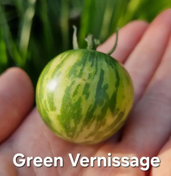 Tomaten: Green Vernissage