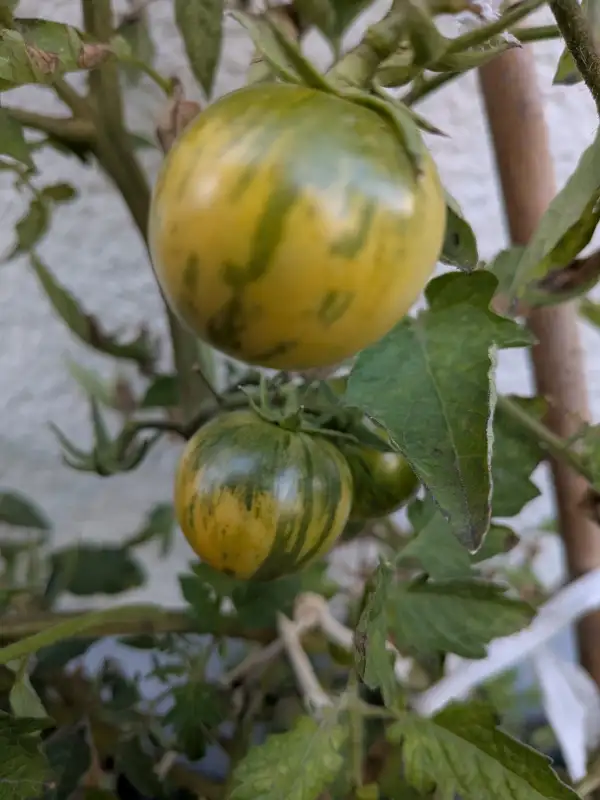 Tomaten: Green Vernissage