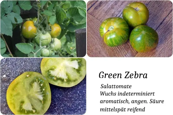 Tomaten: Green Zebra