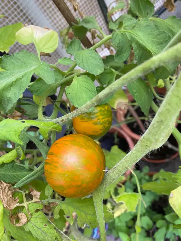 Tomaten: Green Zebra