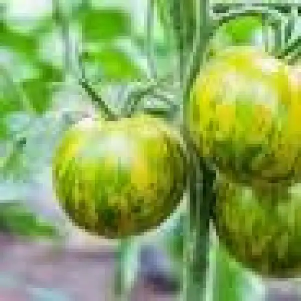 Tomaten: Green Zebra