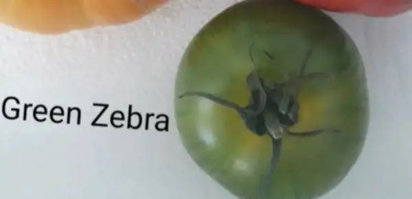 Tomaten: Green Zebra