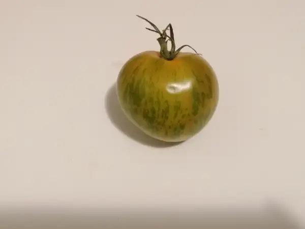 Tomaten: Green Zebra