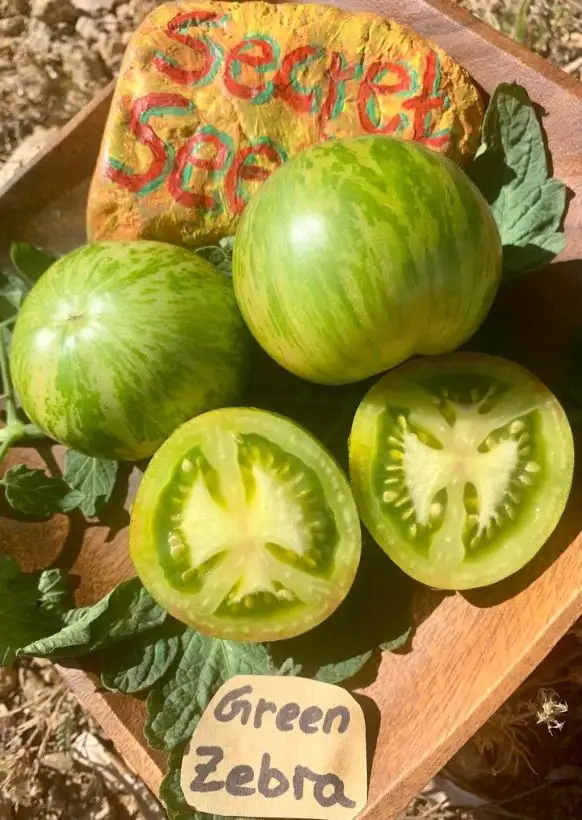 Tomaten: Green Zebra