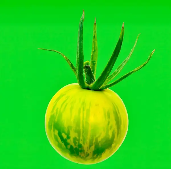 Tomaten: Green Zebra