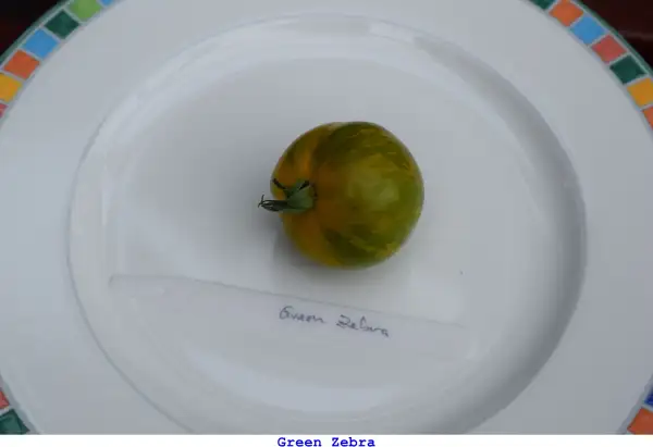 Tomaten: Green Zebra