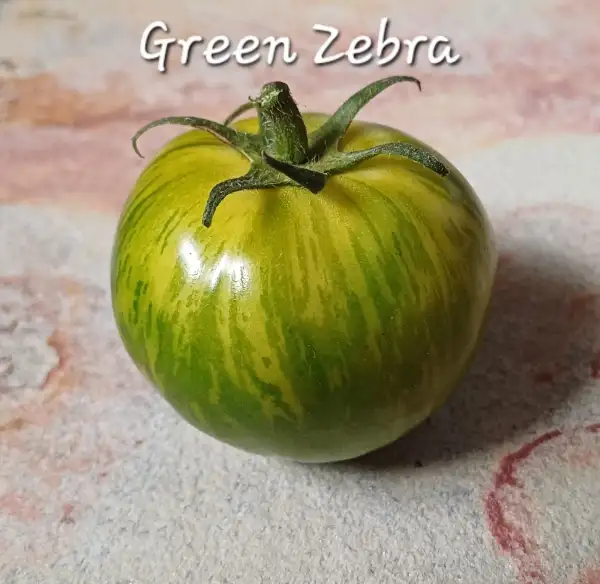 Tomaten: Green Zebra