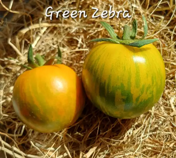 Tomaten: Green Zebra