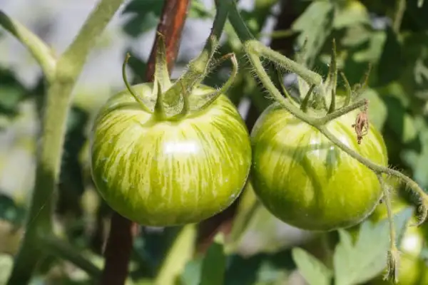 Tomaten: Green Zebra
