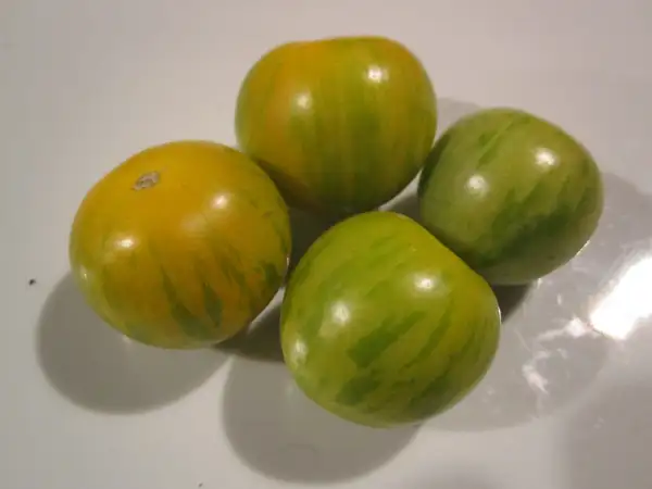 Tomaten: Green Zebra