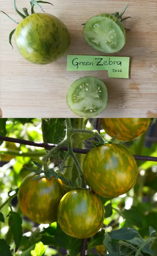 Tomaten: Green Zebra
