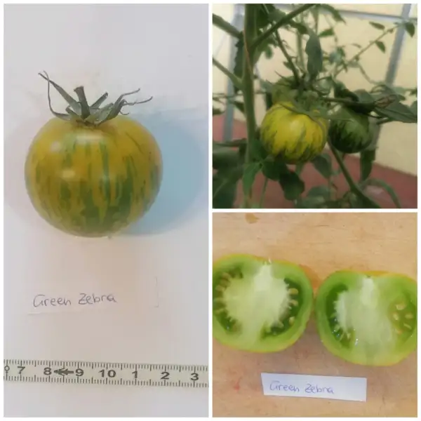 Tomaten: Green Zebra