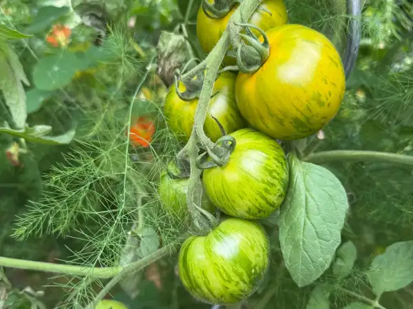 Tomaten: Green Zebra