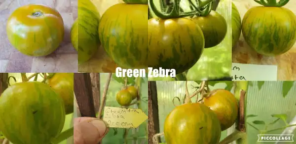 Tomaten: Green Zebra