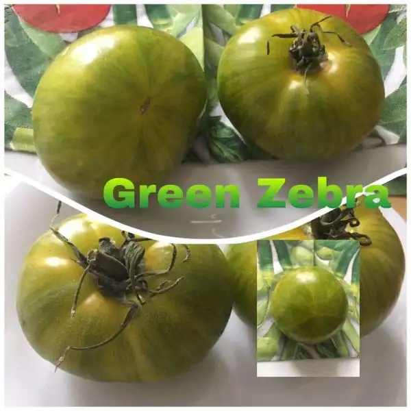 Tomaten: Green Zebra