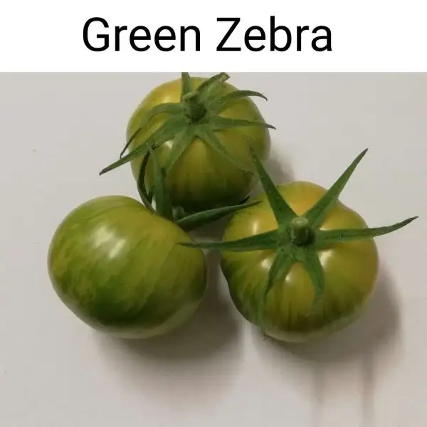 Tomaten: Green Zebra