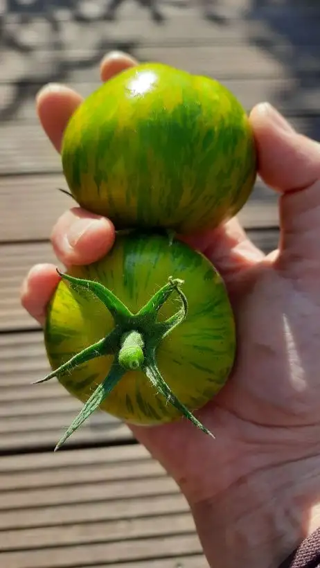 Tomaten: Green Zebra