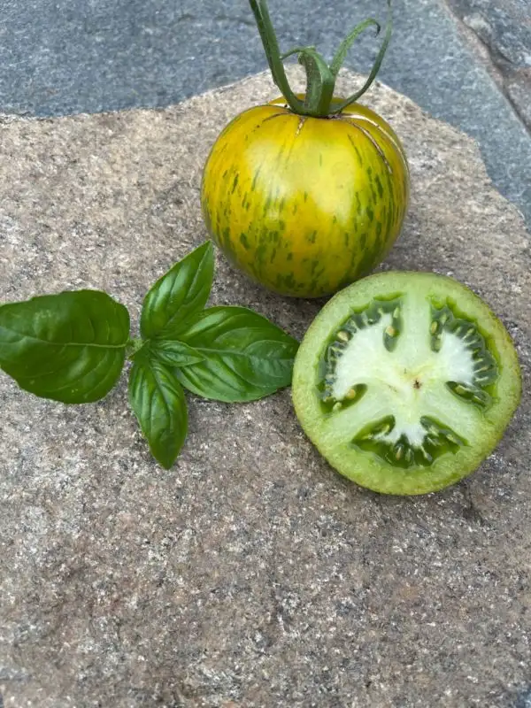 Tomaten: Green Zebra