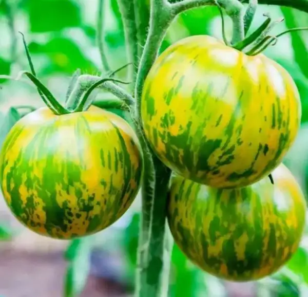 Tomaten: Green Zebra