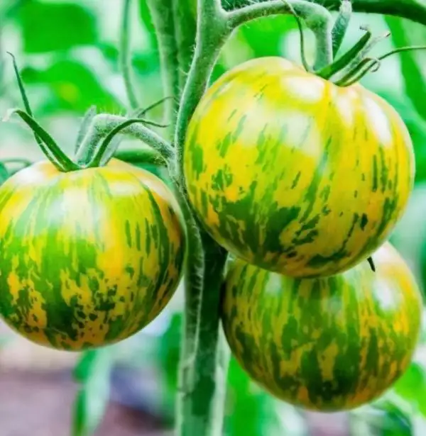 Tomaten: Green Zebra