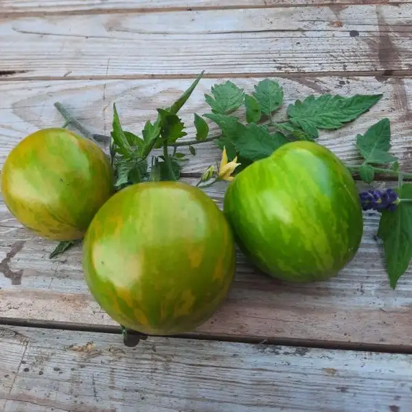 Tomaten: Green Zebra