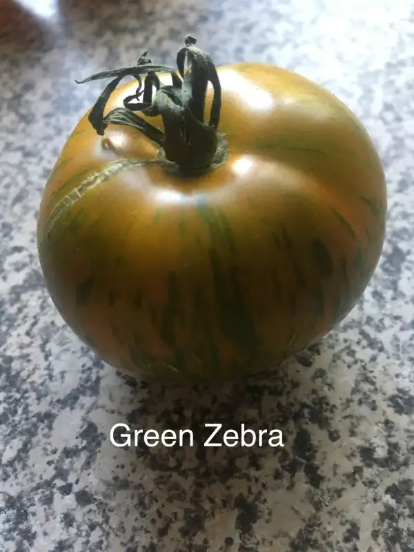 Tomaten: Green Zebra