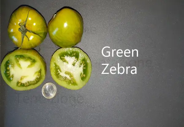 Tomaten: Green Zebra