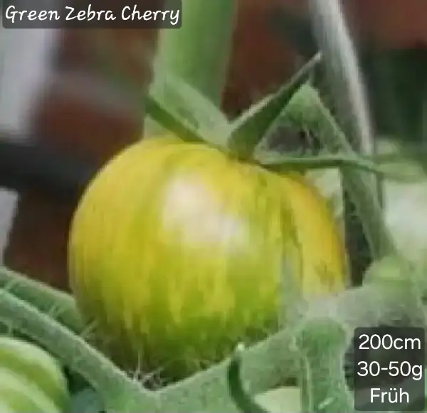 Tomaten: Green Zebra cherry