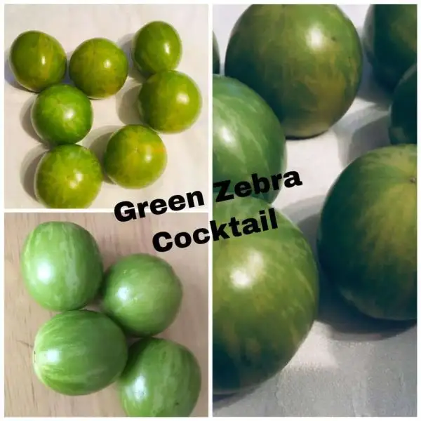 Tomaten: Green Zebra cherry