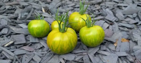 Tomaten: Green Zebra/ Grünes Zebra