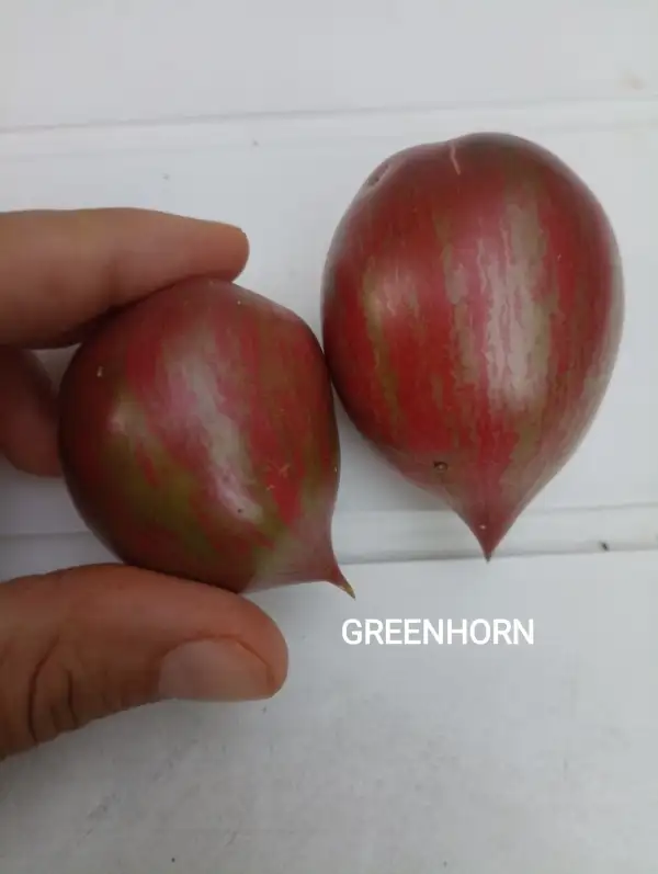 Tomaten: Greenhorn