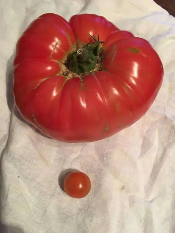 Tomaten: Gregori Altai