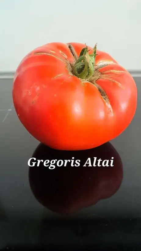 Tomaten: Gregoris Altai