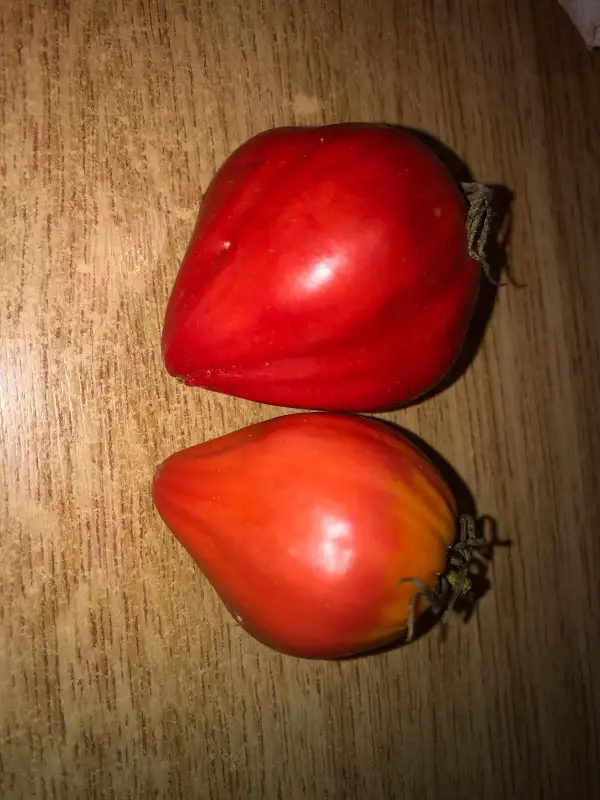 Tomaten: Grele de Pometesti