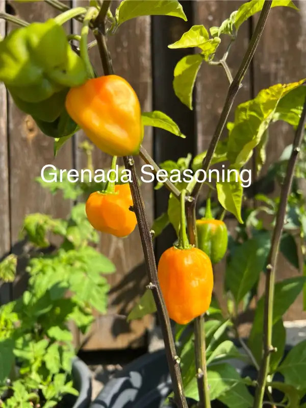 Chili / Paprika: Grenada Seasoning