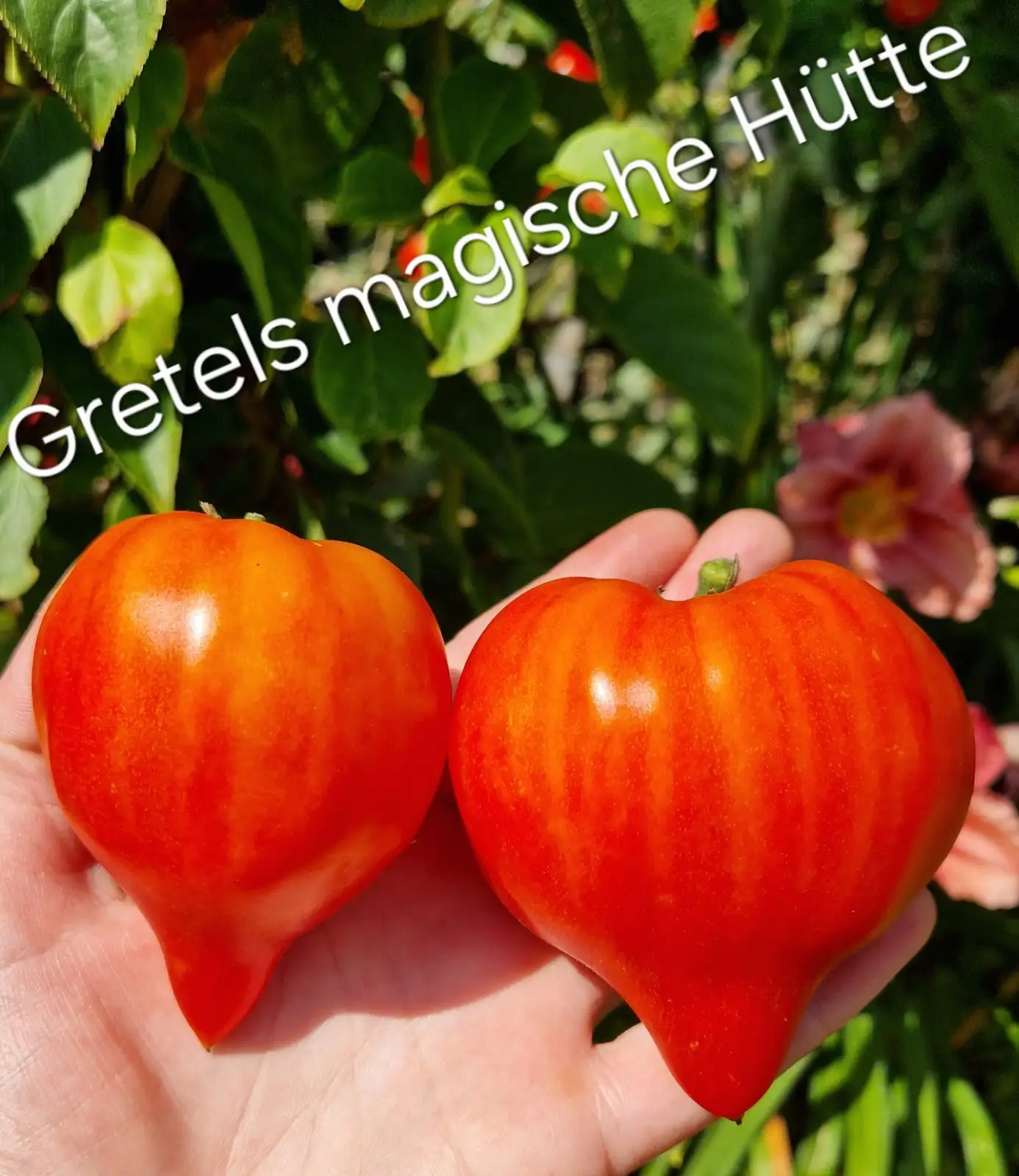 Tomaten: Gretels magische Hütte