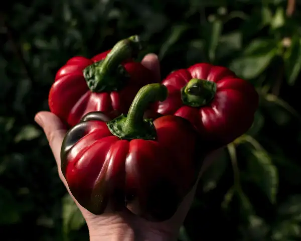 Chili / Paprika: Greygo