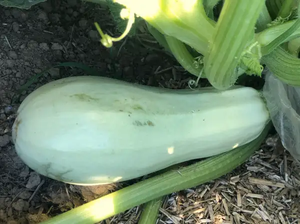 Zucchini: Gribovsky